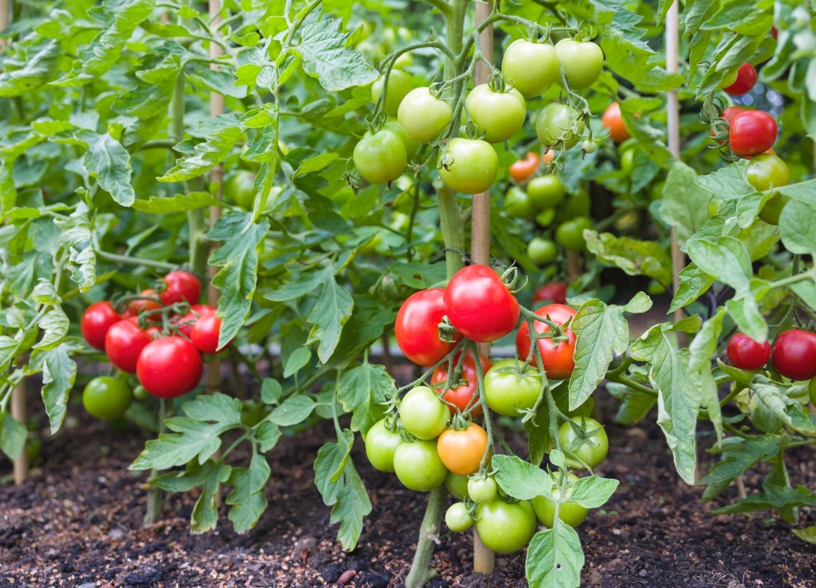 The 5-Minute Garden
