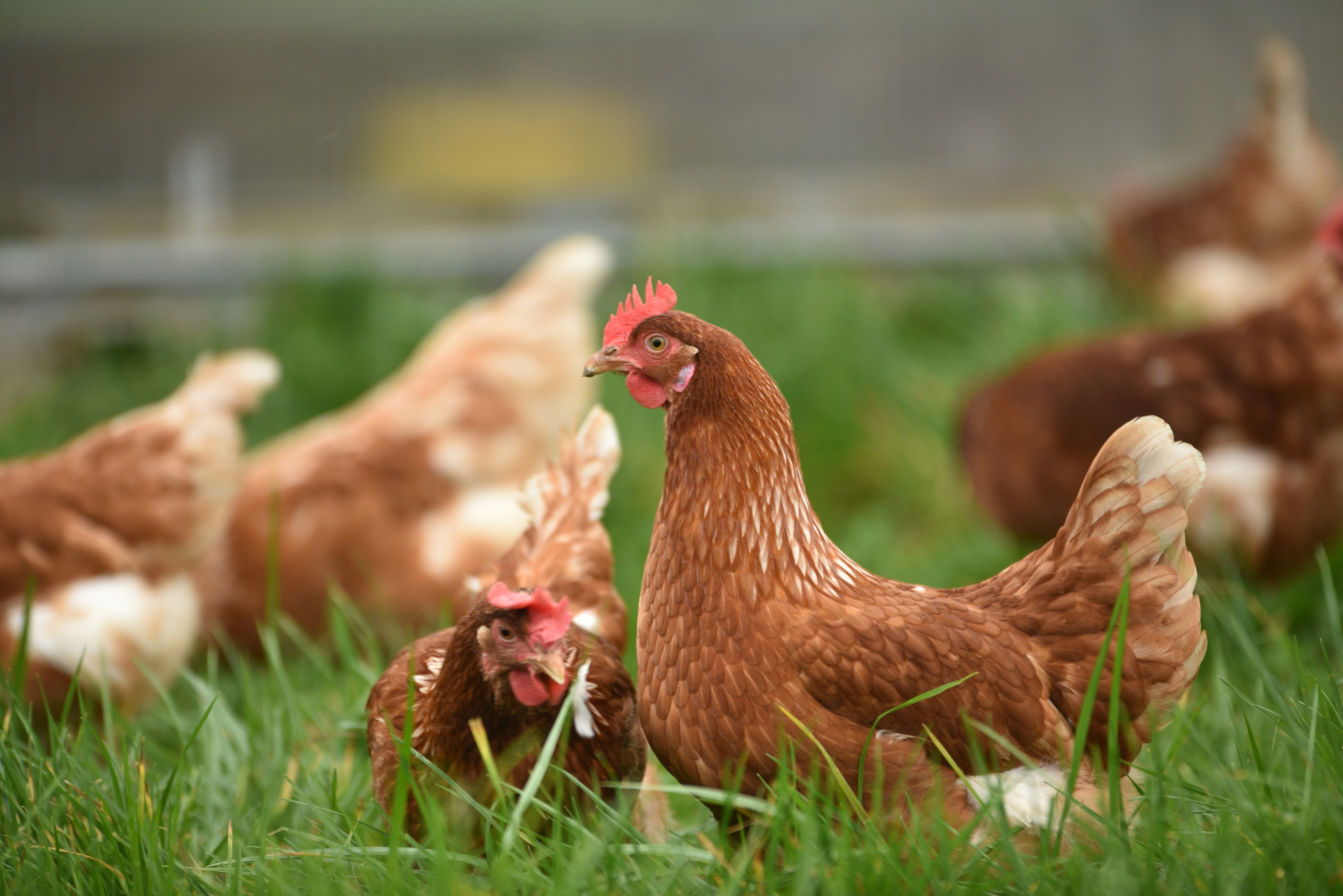 Chicken Checklist